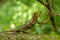 Coarse Chameleon - Trioceros rudis