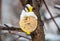 Coarse food and treats in vegetable nets as a fat ball on a tree for birds in winter