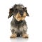 Coarse haired Dachshund