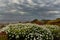 The coast of the Atlantic Ocean. Polyana with white flowers and cozy benches overlooking the sea. USA. Maine