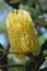 Coast banksia flower, Banksia integrifolia