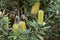 Coast Banksia tree with yellow flower spikes grown in the east c