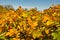 on the coast of BlÃ¥vand Denmark. Rosehip bushes shine red yellow and green