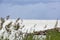 Coast, boats with white sails in the sea on the horizon, sailboa