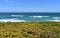 Coast with bush, yellow flowers, waves and blue sky. Viveiro, Lugo, Galicia, Spain.