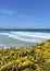 Coast with bush, yellow flowers, waves and blue sky. Viveiro, Lugo, Galicia, Spain.