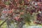 Coast coral tree Erythrina caffra