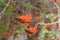 Coast coral tree Erythrina caffra, some scarlet-red flowers