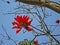 Coast coral tree flowers Erythrina caffra