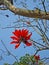 Coast coral tree flowers, Erythrina caffra, on tropical forest