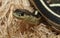 coast garter snake\\\'s (Thamnophis elegans terrestris) face