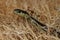 coast garter snake (Thamnophis elegans terrestris)