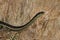 coast garter snake (Thamnophis elegans terrestris)