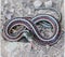 Coast Gartersnake - Thamnophis elegans terrestris