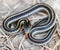 Coast Gartersnake - Thamnophis elegans terrestris