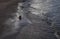 The coast of the Gulf of Finland, Peterhof, St. Petersburg. A summer day, contrasting lighting, a wave breaking on the shore. Grap