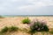 Coast island Oleron