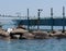 Coast of the Kineret lake, cormorants and doves in the dock