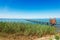 Coast of Lake Garda with Green Reeds and a Wooden Pier - Veneto Italy