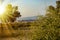 Coast line with lighthouse, dune and rare vegetation in the background at sunset