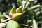 Coast Live Oak Leaves & Acorns Macro Close Up