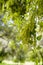 Coast Live Oak leaves and inflorescence Quercus agrifolia, California