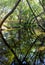 Coast live oak, Quercus agrifolia, reflection on the valley stream