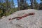 Coast Mountain Kingsnake Lampropeltis multifasciata with backround