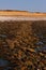 coast of Oleron Island, Poitou-Charentes, France