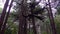 The coast of the Pacific Ocean, large trees with outgrowths, kapy. Olympic National Park, United States, Washington