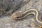Coast Patch-nosed Snake Salvadora hexalepis virgultea close up head