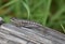 A coast range fence lizard on a log