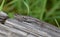 A coast range fence lizard on a log