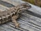 A coast range fence lizard on a log