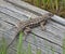 A coast range fence lizard on a log