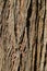 Coast redwood tree bark from Muir Woods