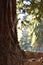 A coast redwood tree trunk on a sunny day