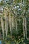 Coast silk-tassel, Garrya elliptica, a flowering shrub