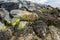 Coast stones wild beach in Ireland