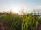 Coast sunset between plants and sea