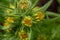 Coast tarweed, Madia sativa