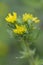 Coast tarweed Madia sativa with budding yellow flowers