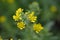 Coast tarweed Madia sativa budding yellow flowers