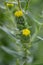 Coast tarweed Madia sativa budding yellow flowers in close-up