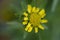 Coast tarweed Madia sativa a yellow flower