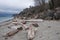 Coast, trees, stones and wood in morning Picnic Point area