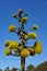 Coastal Agave Blooming