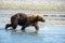 Coastal Alaska brown bear wanders along the river, looking and f