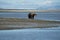 Coastal Alaska brown bear wanders along the river, looking and f