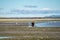 Coastal Alaska brown bear wanders along the river, looking and f